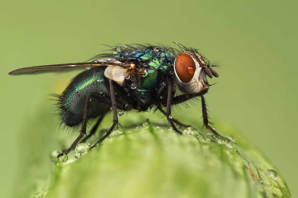 Greenbottle Fly